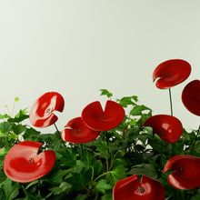 Lade das Bild in den Galerie-Viewer, Ge03 - Mohnblume aus Porzellan