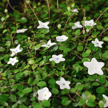 Lade das Bild in den Galerie-Viewer, Ge03 - Wiesenblume weiß klein aus Porzellan