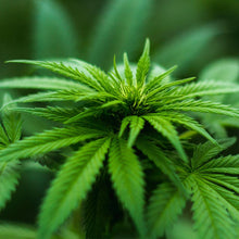 Lade das Bild in den Galerie-Viewer, I want you naked - HOLY HEMP BODY OIL