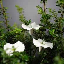 Lade das Bild in den Galerie-Viewer, Ge03 - Zauberhut aus Porzellan