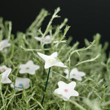 Lade das Bild in den Galerie-Viewer, Ge03 - Wiesenblume weiß klein aus Porzellan
